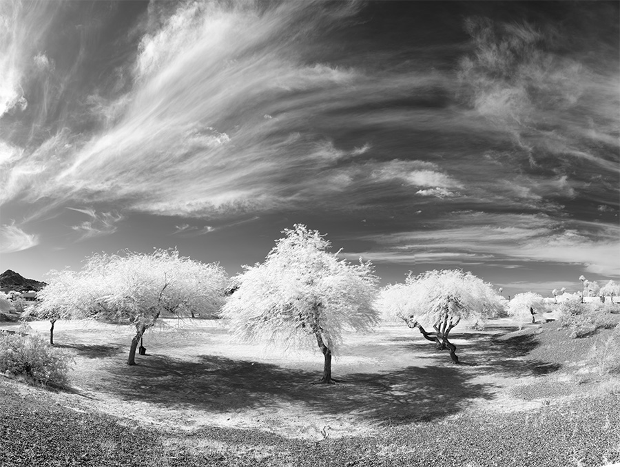 Large, Contrasty, Infrared Panorama of Park, Trees, and Sky.